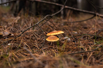 Enchanting Autumn Forest with Golden Foliage