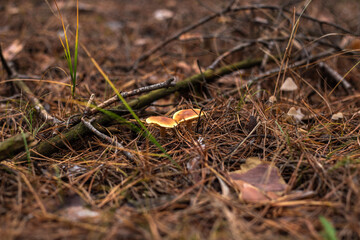 Enchanting Autumn Forest with Golden Foliage