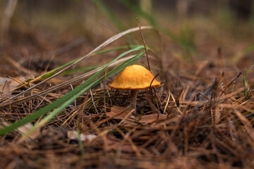 Enchanting Autumn Forest with Golden Foliage