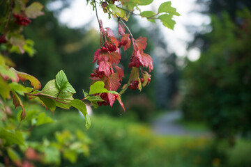 Branch of viburnum shrub with red berry clusters and green–pink leaves, photographed in a garden...