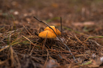 Enchanting Autumn Forest with Golden Foliage