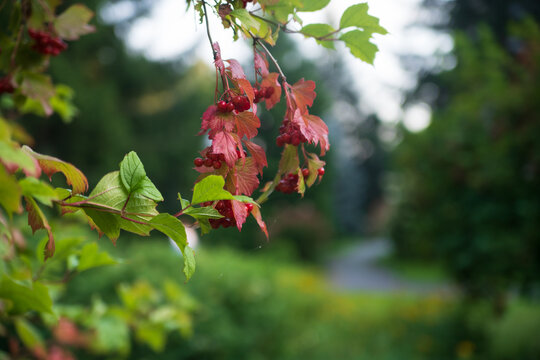 Branch of viburnum shrub with red berry clusters and green&ndash;pink leaves, photographed in a garden with a blurred path and trees in the background.