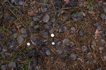 Enchanting Autumn Forest with Golden Foliage