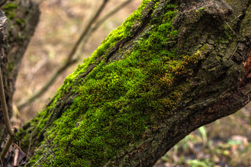 Enchanting Autumn Forest with Golden Foliage
