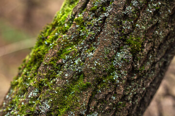 Enchanting Autumn Forest with Golden Foliage
