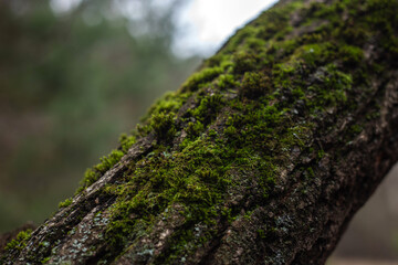 Enchanting Autumn Forest with Golden Foliage
