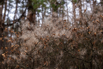 Enchanting Autumn Forest with Golden Foliage