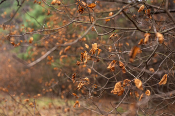 autumn leaves in the forest