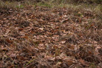 Enchanting Autumn Forest with Golden Foliage