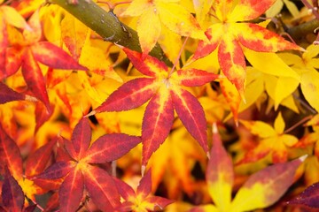 Autumn leaf color in Japan