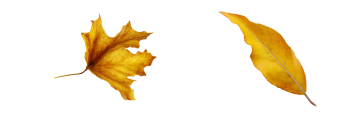 Falling yellow leaves autumn season nature photography transparent background outdoor view
