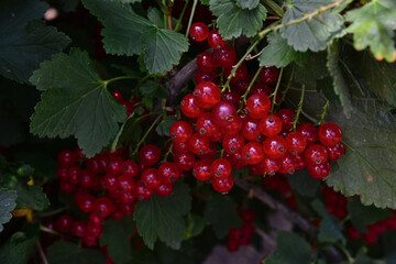 Clusters of Ripe Red Currants on a Bush in the shadow