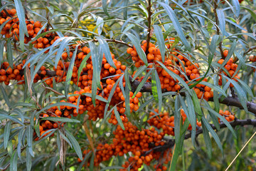Sea Buckthorn tree laden with Berries on Branches
