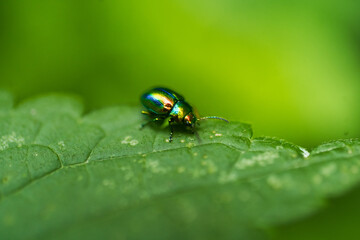 Shiny iridescent beetle sitting on fresh green leaf with water drops, macro shot in natural light.