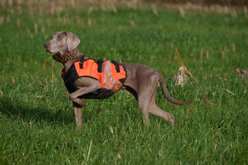 weimaraner on point at hunt