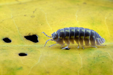 Armadillidium Gestroi Isopod closeup on leaves, Armadillidium Gestroi Isopod closeup on isolated background