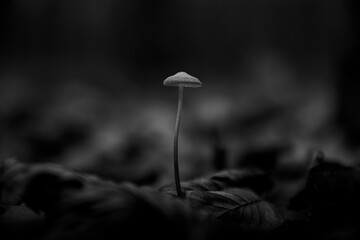 Black and white close-up of single wild mushroom with speckled cap growing in forest.