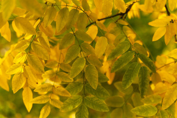 Dense layer of bright yellow leaves creating abstract autumn foliage background.