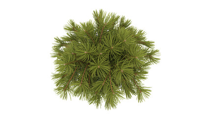 Fresh evergreen branches create a festive holiday mood, perfect for winter designs and cozy seasonal projects, bringing nature indoors with style