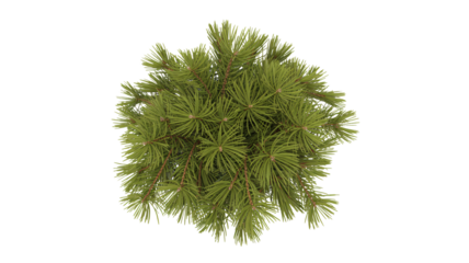 Fresh evergreen branches create a festive holiday mood, perfect for winter designs and cozy seasonal projects, bringing nature indoors with style