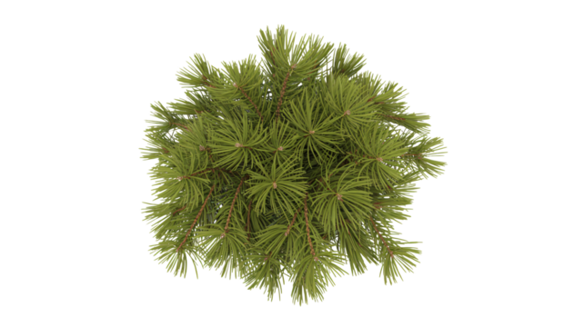 Fresh evergreen branches create a festive holiday mood, perfect for winter designs and cozy seasonal projects, bringing nature indoors with style