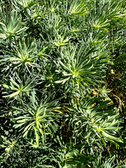 Green background of fluffy summer grass