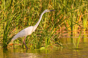 Silberreiher im Khao Sam Roi Yot Nationalpark