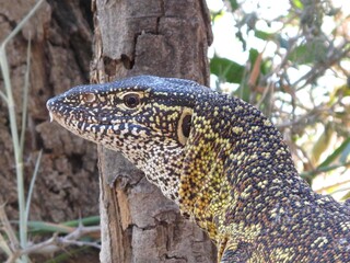 Close-up of a monitor lizard in the Kunene Region, showing striking scale detail and natural...