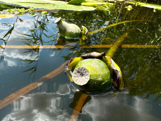 A yellow water lily flower on the pond water