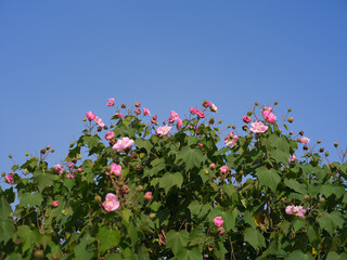 Pink Hibiscus Mutabilis Flowers Against Clear Blue Sky