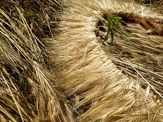 A hand-woven wreath of grass stalks
