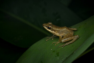 Chalcorana chalconota (White-lipped Tree Frog) on green leaf, Golden tree trog on leaf in moody tropical forest, White-lipped Tree Frog (Chalcorana chalconota) on a dark green leaf