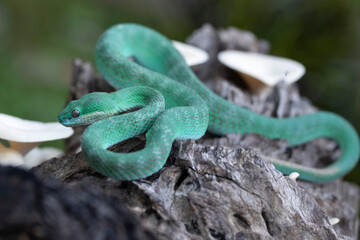 Close-up of a Blue viper snake coiled around a branch, Viper blue insularis staying on the branch...