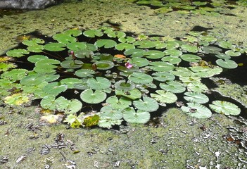 lotus flower batch blooming with aquatic weed in pond