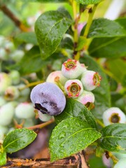 Vaccinium sect. Cyanococcus berries grow on the branches of the bush in summer. The berries ripen gradually against the backdrop of the leaves.