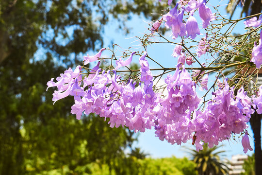 Purple jacaranda flower, tarco or gualanday blooms every spring
