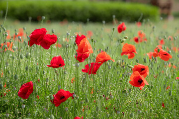안동 회룡포의 붉은 양귀비