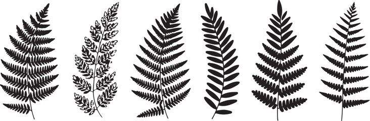 Set of fern leaves isolated on white. Watercolor botanical illustration. © Masud