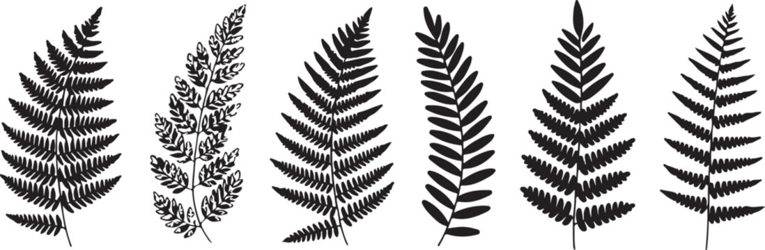 Set of fern leaves isolated on white. Watercolor botanical illustration.