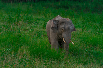 Obraz premium Wild elephants have large bodies, a large, fat body, and a long trunk. Elephants are herbivores.