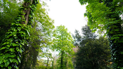 Obraz premium Forest and trees