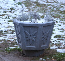 An outdoor concrete flower pot with frozen plants stands on snow-covered ground