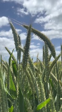primer plano de una espiga de trigo