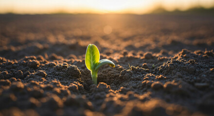 Healthy seedling sprouting in rich soil with vibrant green leaves under sunlight, symbolizing growth, nature, sustainability, agriculture, and environmental health