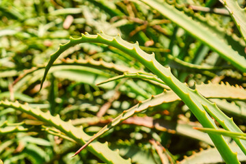 Aloe vera plants with healing properties
