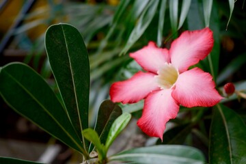 Pink frangipani flowers bloom among the leaves