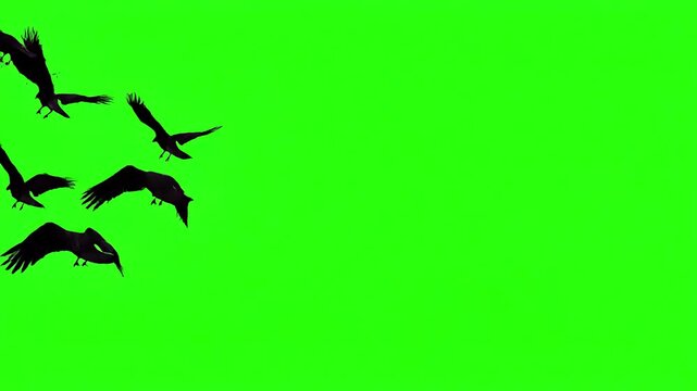 Cinematic Horizon Passage with black crows fly into the clear sky from right to left then disappear smooth unhurried flight of birds over chromakey footge in and out appearing distortion, green screen