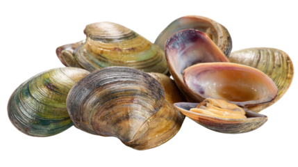 A collection of fresh clams on a white isolated background.