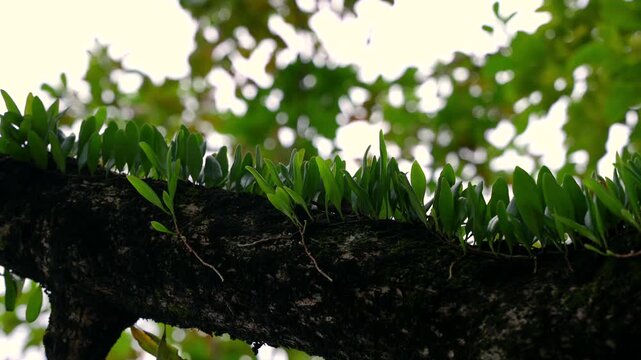 Small green parasitic leaves cover a dark tree branch, set against a bright, blurred forest canopy background.