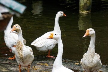 several white swans (Cygnus) gathered in the pool